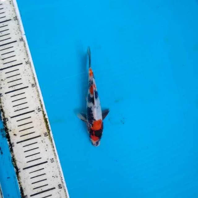 Maruten kindai showa 20cm