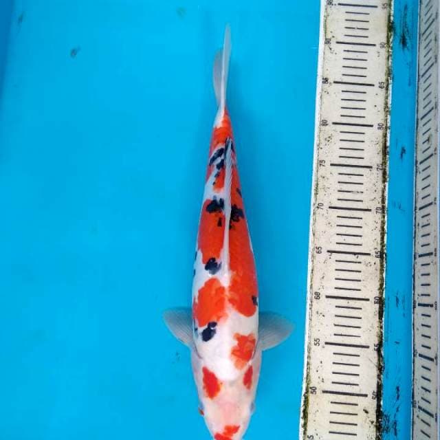 Doitsu Sanke 45cm