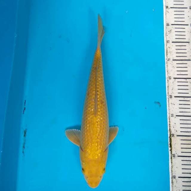 Cagoi 42cm