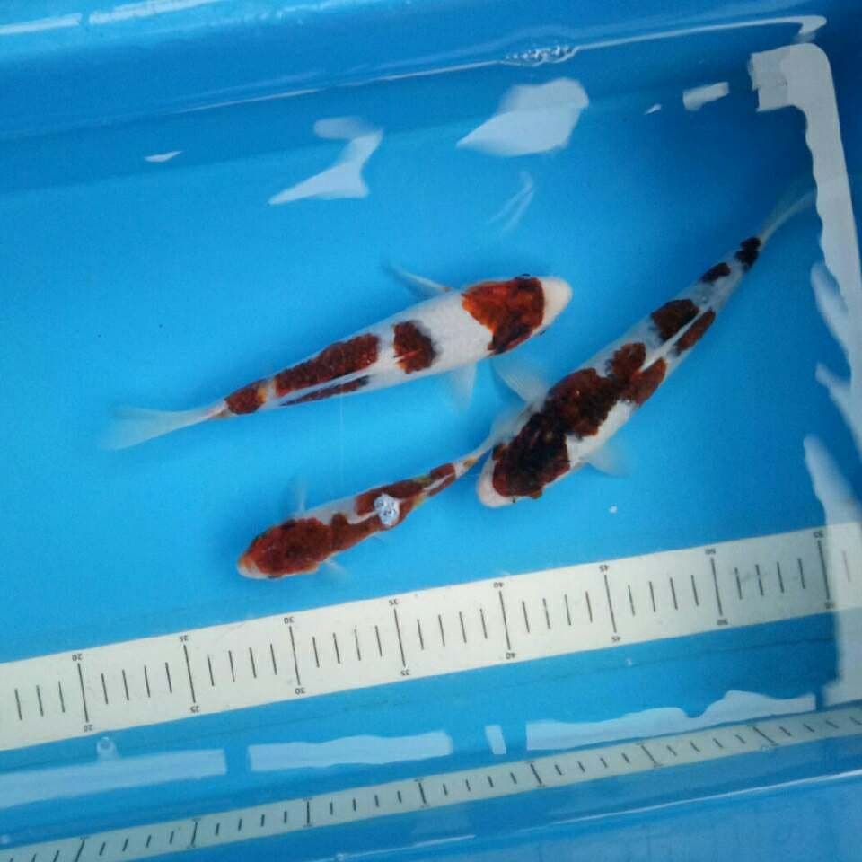 3 ekor Mix koromo 22 cm