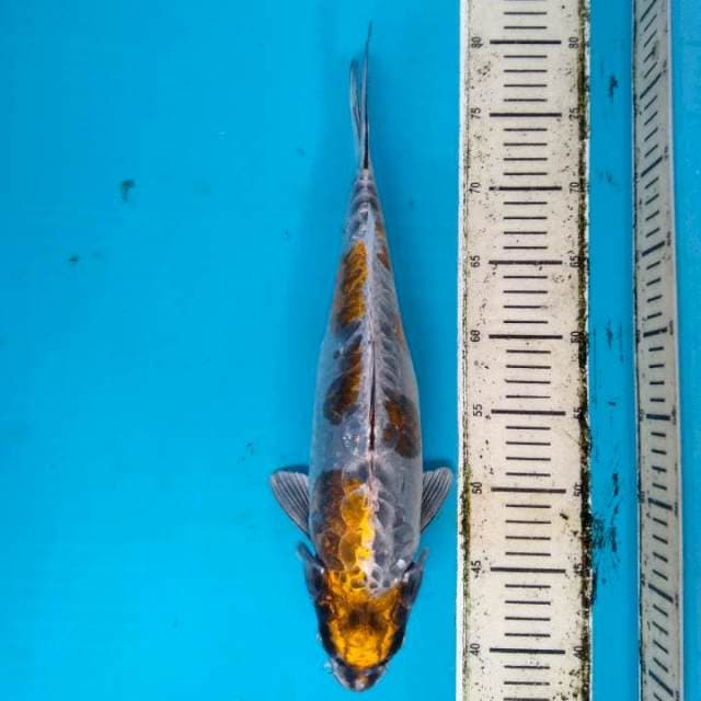 Kikoryu 40cm