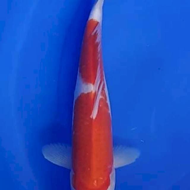 Kohaku