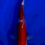 Kohaku