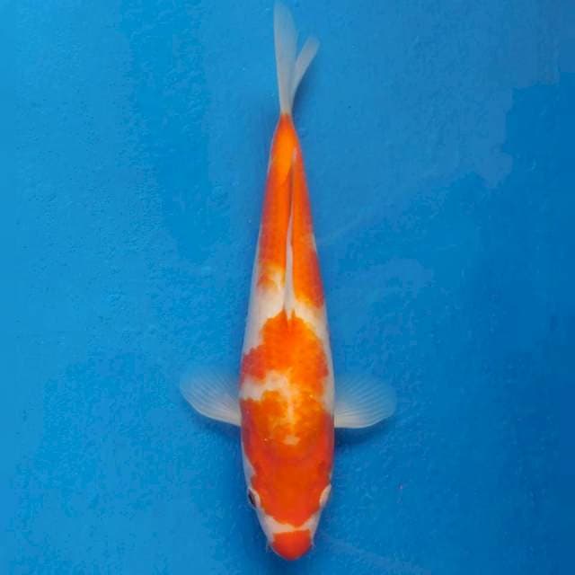 Kuchibeni Kohaku Import non serti