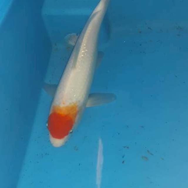 Tanco kohaku 