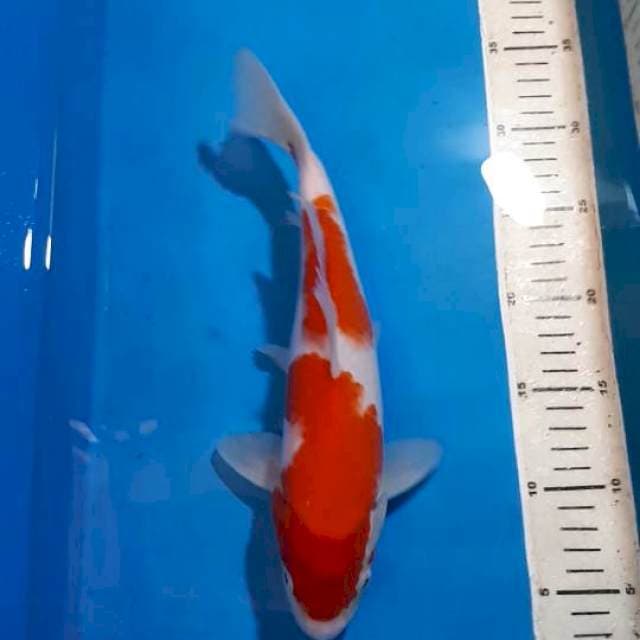 KOHAKU RED STRONG 30 CM