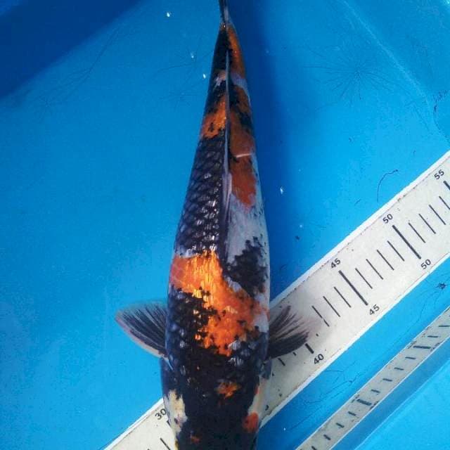 Showa ginrin 35 cm