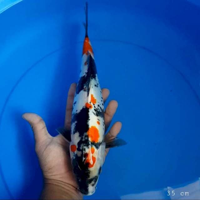 Showa doit 35 cm