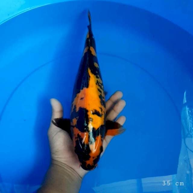 Hi utsuri doit 35 cm