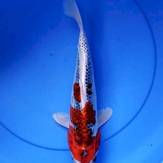 Kujaku 34 cm