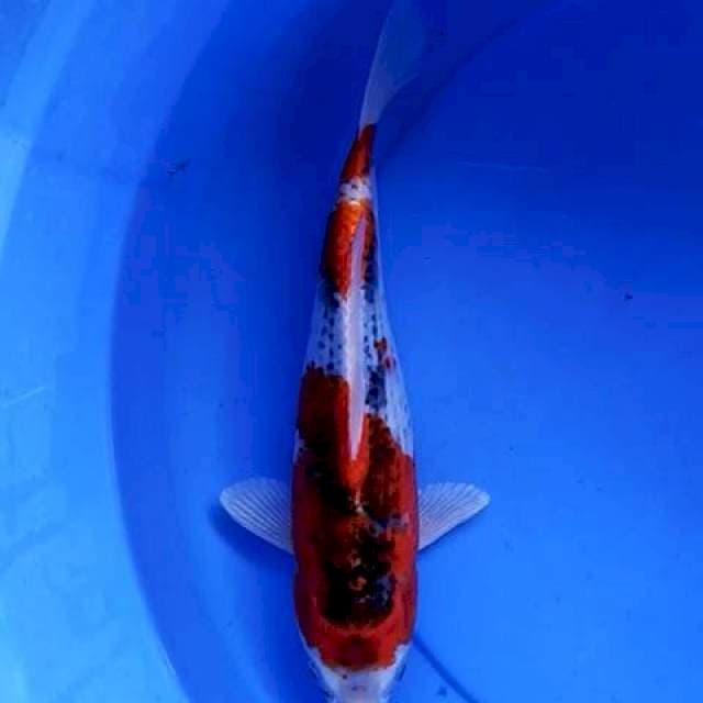 Goshiki 30 cm
