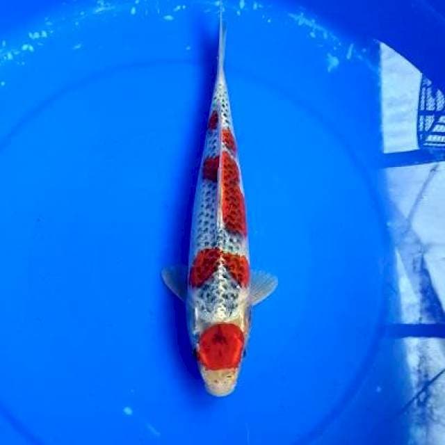 MARUTEN GOSHIKI