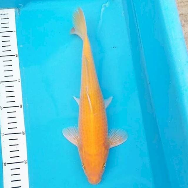 Beni karashi 32cm