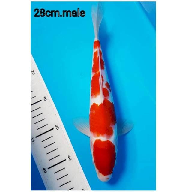 Red Strong Kohaku 28cm Jantan
