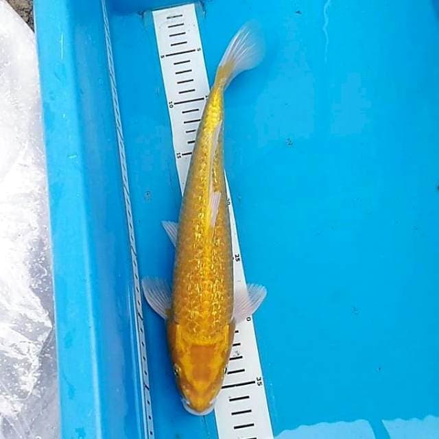 Yamabuki ginrin 33cm