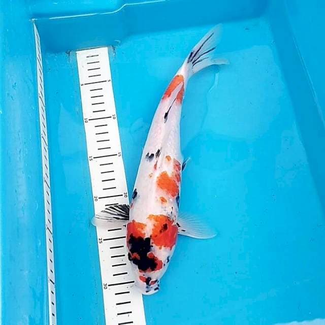 Kindai Showak 35cm