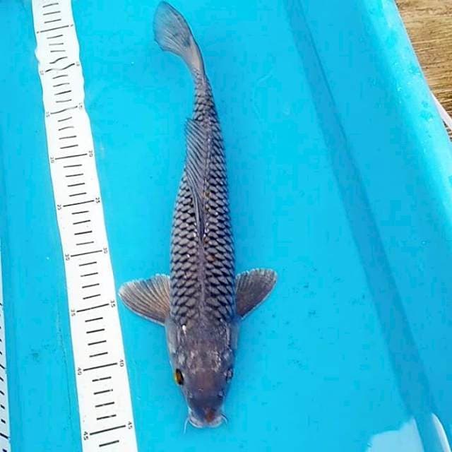 Soragoi 40cm