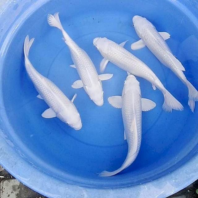 Free ongkir jawa bali😊