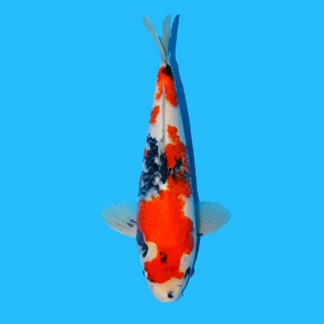 Showa Tategoi Berpunuk