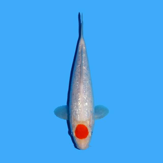 Tancho Kohaku Ginrin