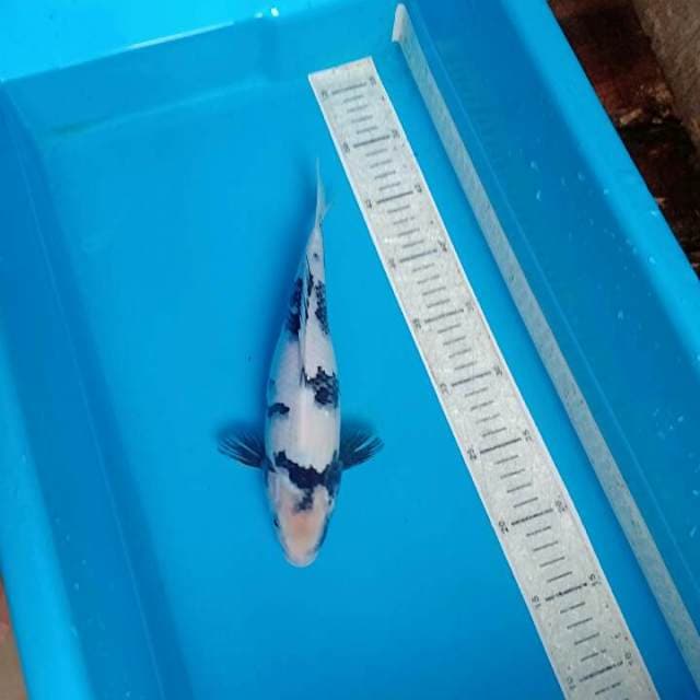 Shiro 25cm