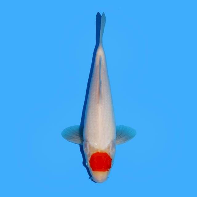 Red Tancho Kohaku