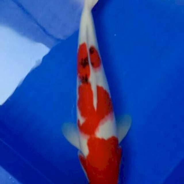 Sanke 34 cm sex Male