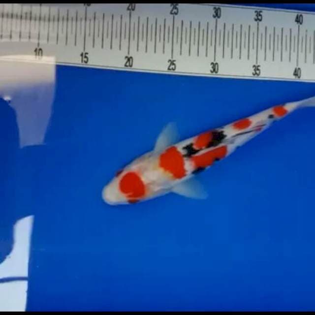 Sanke maruten 30 cm