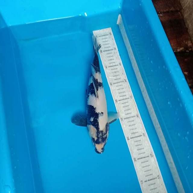 Shiro 30cm