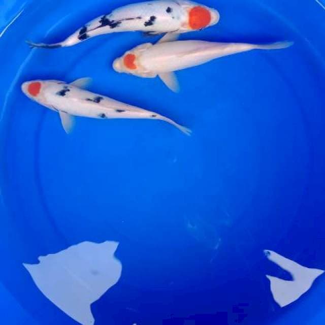 3 ekor tancho kohaku sanke