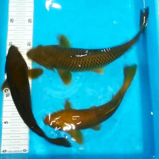 Paket caghoi 22,24,28cm
