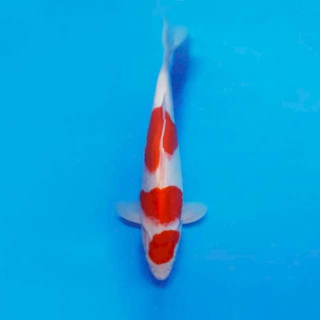 FURY 12 ~ KOHAKU 3 STEPS ™