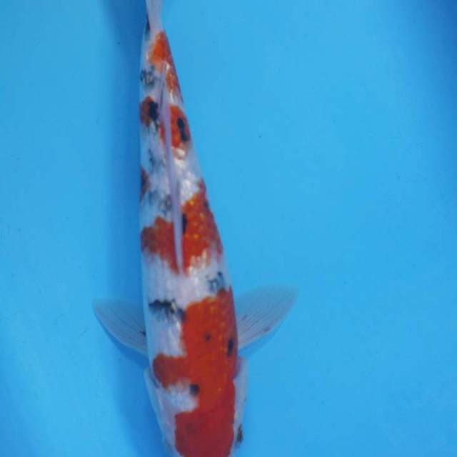 Sanke Ginrin 27 cm