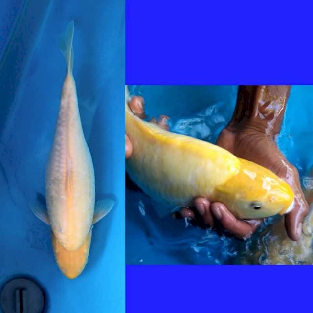 Aragoke karashi 35cm / F