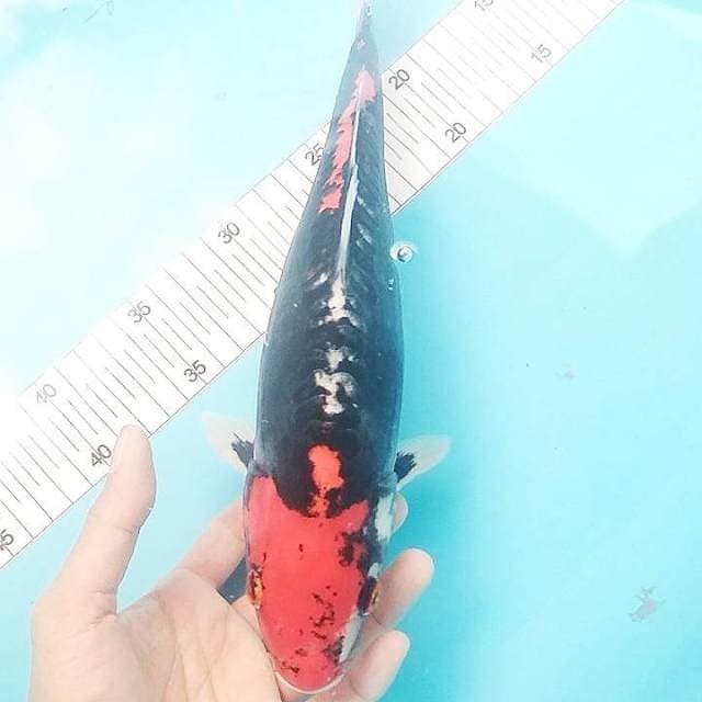Benikumonryu 33cm