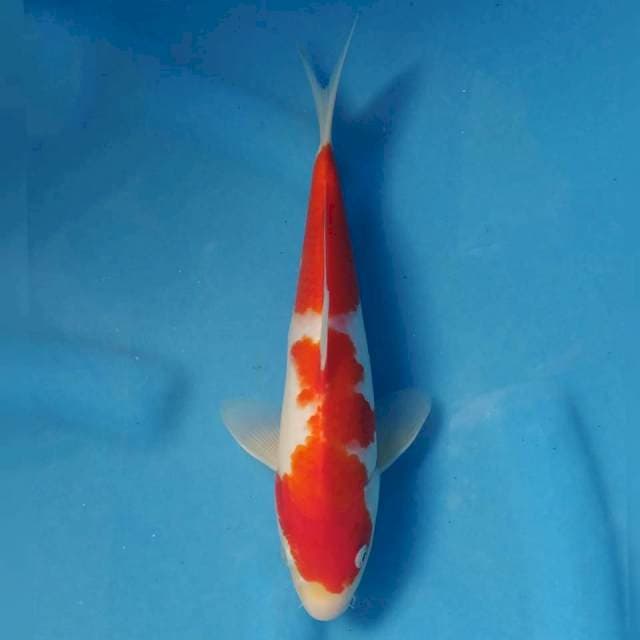 Kohaku Import non serti