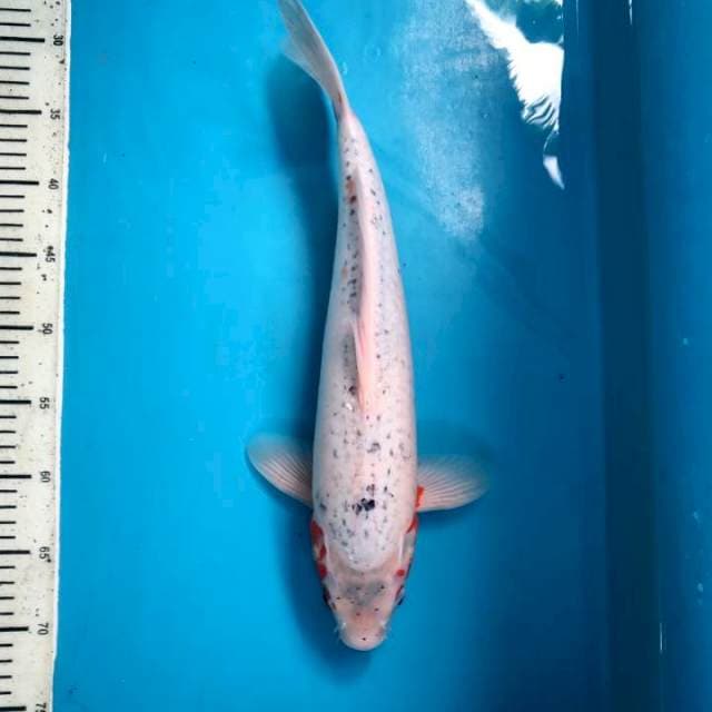 Mizo asagi 42cm / M