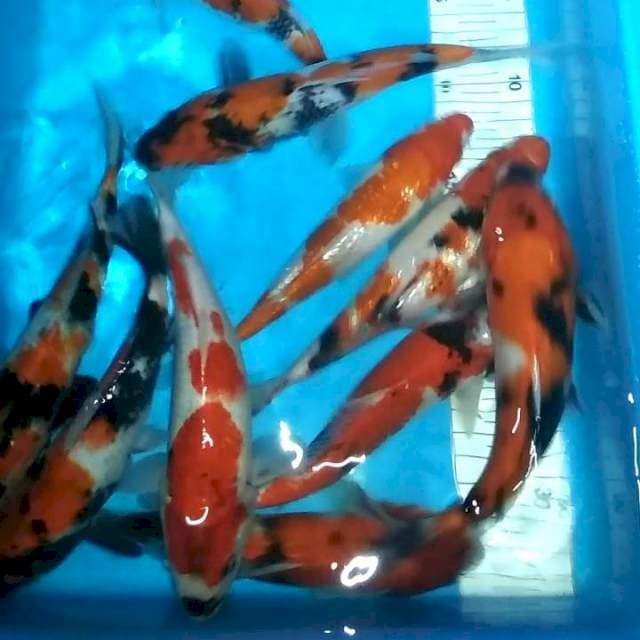 Mix 10 ekor 25bu