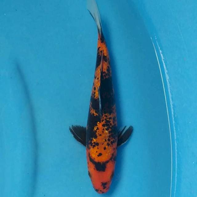 Hi Utsuri Ginrin Import non serti