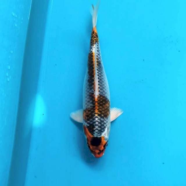 Beni gingga 28cm / F