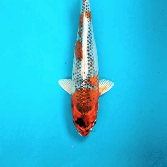 Ultimate gingga 26cm / F