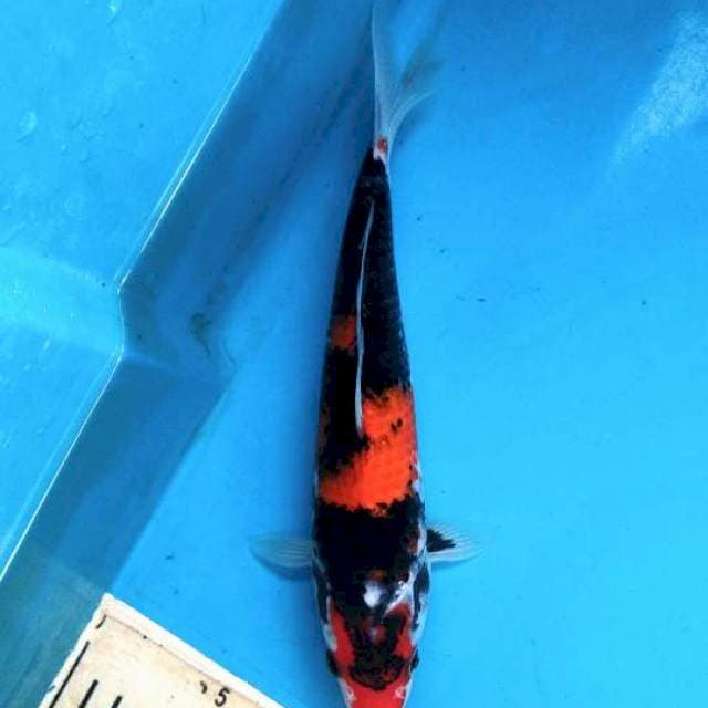 Blitzer Showa 23cm / M
