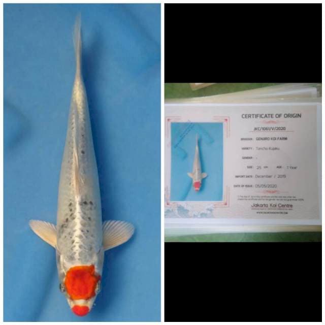 Tancho Kuchibeni Import