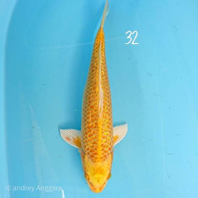 yambuki ginrin 32 cm