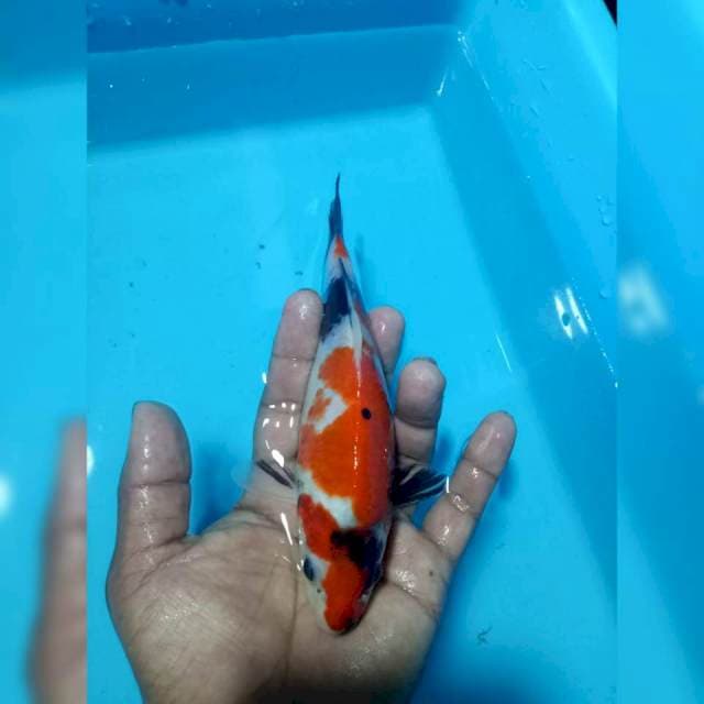 Showa siip 20cm