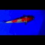 Kohaku merah merona 3 step original, 22 cm BU