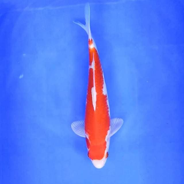 1. Kohaku || 33 cm || Male