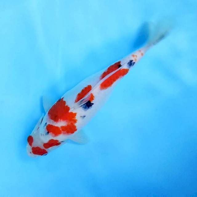 7. Sanke || 32 cm || Female