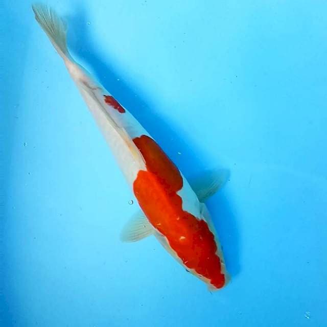 10. Kohaku Doitsu || 35 cm
