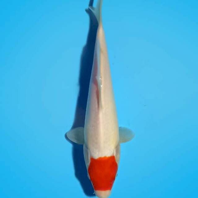 ND 3 OPOANANE 26CM